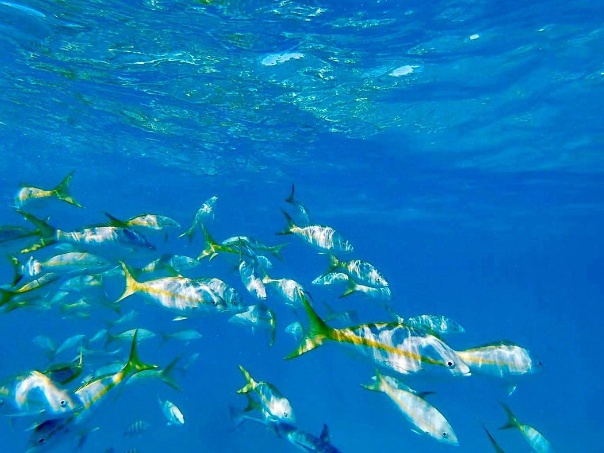 Cayo Icacos reef fish