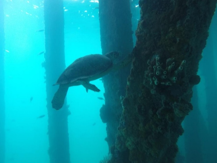 Mosquito Pier turtle